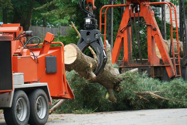 Tree Root Removal in Brandermill, VA